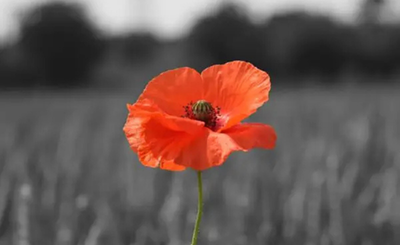 Festival of Remembrance 2025